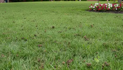 Memphis TN lawn recovering after professional aeration showing healthier, denser grass growth