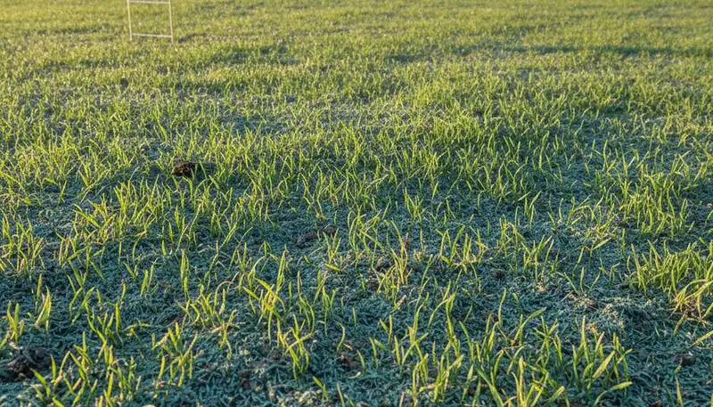 Hydroseeded grass seedlings emerging in Memphis, TN, showing lush new lawn growth by landscaping experts